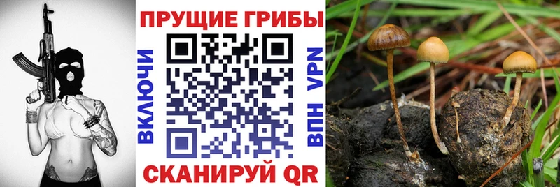 Галлюциногенные грибы мицелий  Дмитриев 